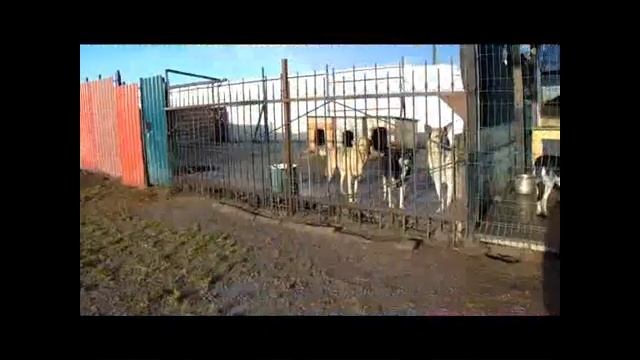 Бездомные животные смотреть онлайн