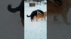 прогулка при течки собаки