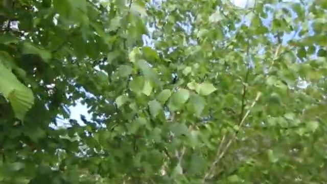 Каштан цветёт Берёзки Ветер в листве шумит смотреть онлайн