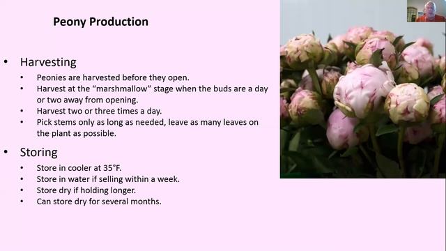 Peony Production - Current management and research on cut peonies смотреть онлайн