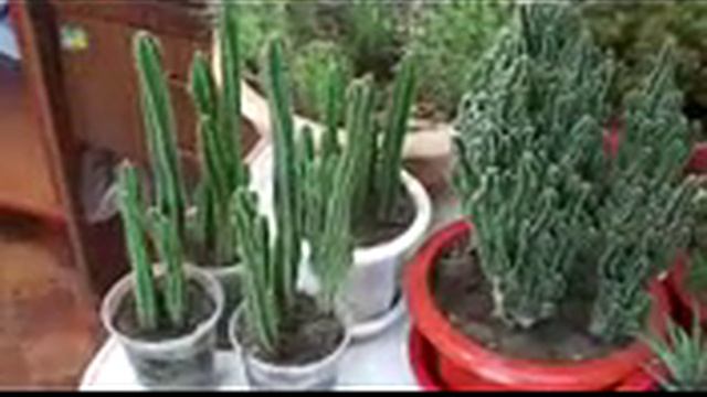 #Кактус - Цереус перуанский монстрозный#