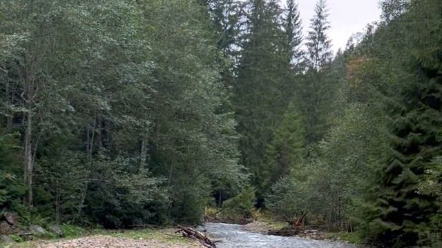 Собираем грибы , Свалка в лесу смотреть онлайн