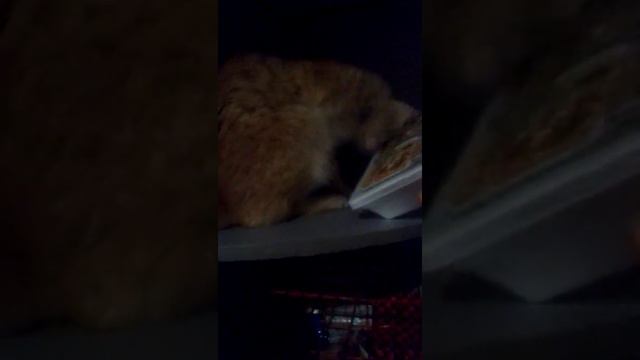 Как над котом издиваюца