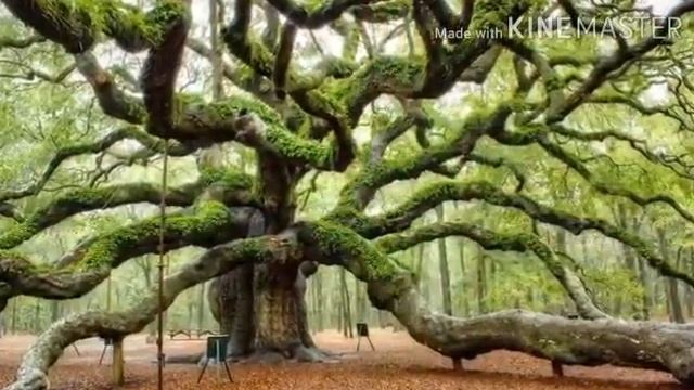 Азбука загадок природы. Деревья. смотреть онлайн