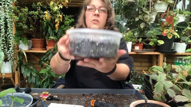 Alsobia dianthiflora seed - Episcia. Hvordan jeg sår frø fra dem. смотреть онлайн