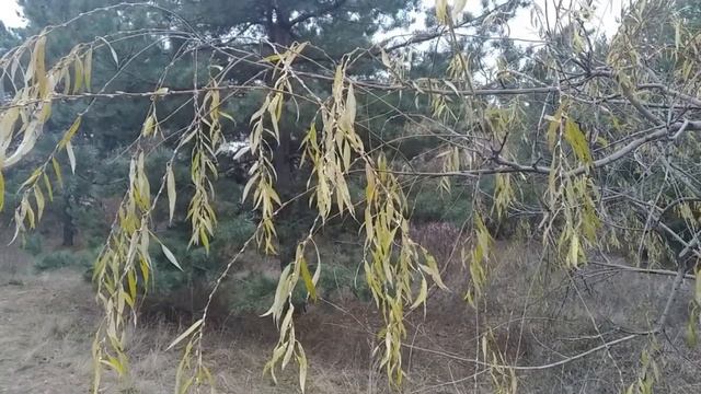 Приднепровские Мальдивы смотреть онлайн