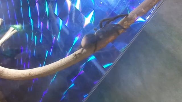 Выставка "Пауки и скорпионы" в Курске смотреть онлайн