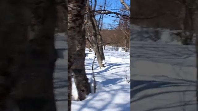 Собачьи упряжки шагают быстрее снегоходов...иногда)