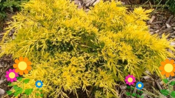 Можжевельник средний Кинг оф спринг. Краткий обзор, описание juniperus pfitzeriana King of Spring