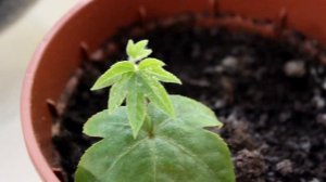 Фатсия. Размножение. [Надежда и Мир]