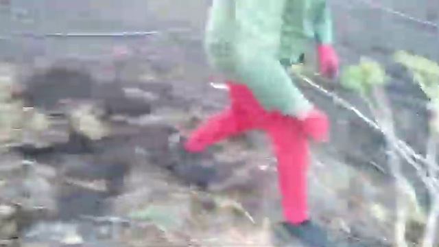 Сажанці Медвежого горіха.Викопка. смотреть онлайн