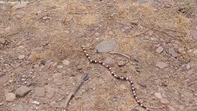12 Most Beautiful Snakes in the World смотреть онлайн