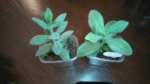 СЕКРЕТ ПЫШНОГО ЦВЕТЕНИЯ ЭУСТОМЫ. ВСЁ О ПРИЩИПКЕ