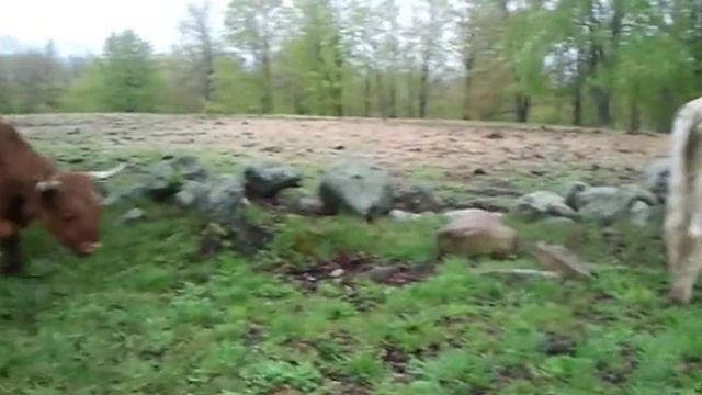 Scottish Highlander Cows Running at Miles Smith Farm смотреть онлайн