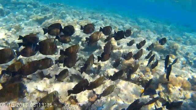 Красное море, Club El Faraana Reef 4