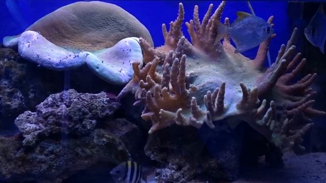 #Кораллы смотреть онлайн