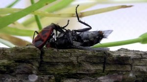 Клоп-солдатик падальщик мира насекомых