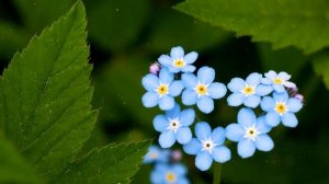 Как Выращивать  Незабудки Дома