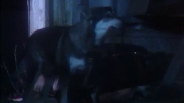 Маленький Бродяга S01E15 (The Littlest Hobo RUS) смотреть онлайн