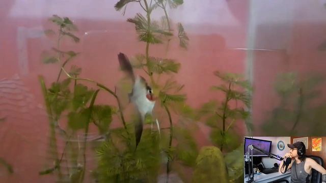 Quer ter BETTA com OUTROS PEIXES? Se liga nesse COMPILADO DE AQUÁRIOS COMUNITÁRIOS COM BETTAS! смотреть онлайн