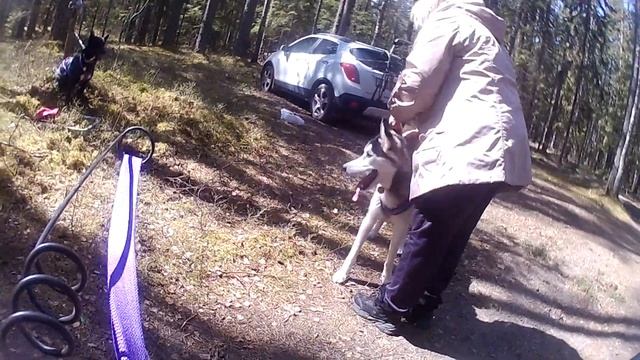 Тренировка в лесу. 3 километра. Мэкья и Керук. смотреть онлайн