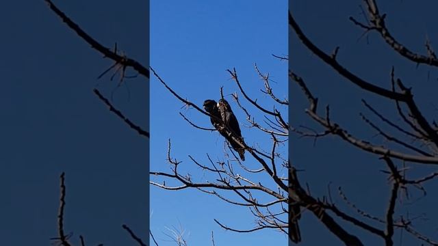 Какаду - самая верная птица Австралии! смотреть онлайн
