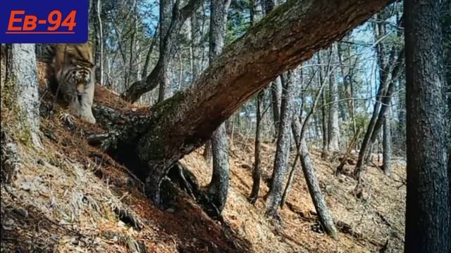 Амурский тигр или Уссурийский тигр . смотреть онлайн