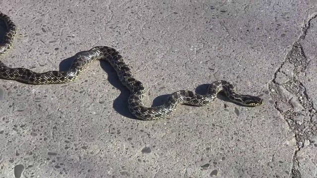 Змея смотреть онлайн