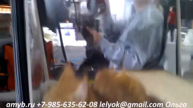 Мейн кун - чада. Злато в ласке. #СтихиПротивВируса смотреть онлайн