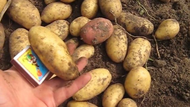 Сравнение сортов картофеля Часть 1 Рокко,Сантэ,Ред леди,Гала,Розалинда,Лимонка,Лабелла,Гринада смотреть онлайн
