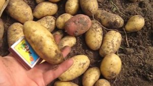 Сравнение сортов картофеля Часть 1  Рокко,Сантэ,Ред леди,Гала,Розалинда,Лимонка,Лабелла,Гринада