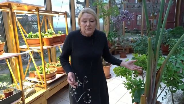 Уход за комнатными растениями дома и в зимнем саду. Прогулки по оранжерее №7. смотреть онлайн