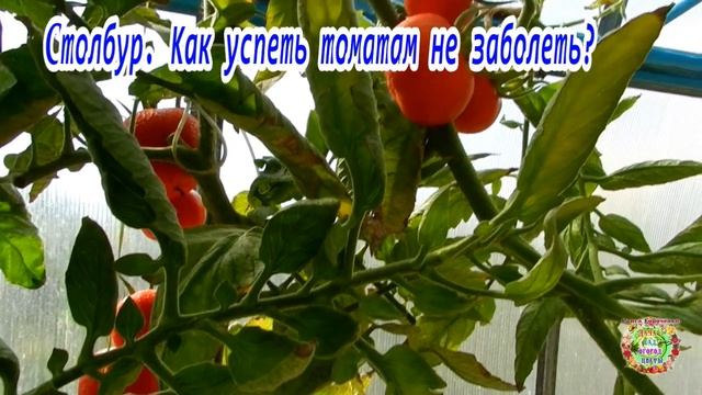 Столбур. Как успеть томатам не заболеть? смотреть онлайн