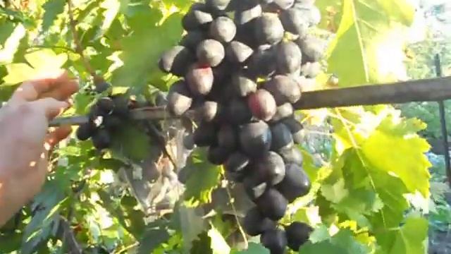 Старый сорт винограда Победа смотреть онлайн