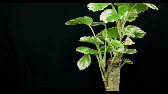 Polyscias scutellaria - Fiederaralie, Shield Aralia смотреть онлайн