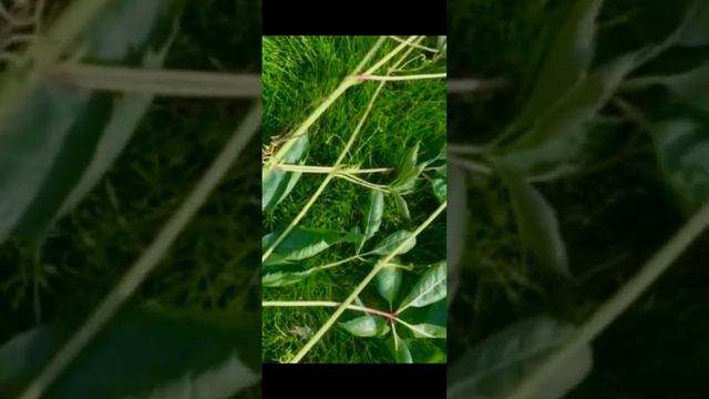 Девичий виноград смотреть онлайн