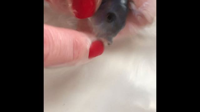 Роды у рыбы. Часть 3 смотреть онлайн