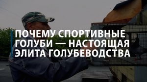 Почему спортивные голуби — настоящая элита голубеводства