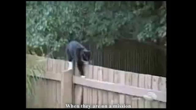 LES CHATS NINJA - PAROLE DE CHAT смотреть онлайн