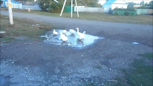 Загадка. Кто радуется дождю?