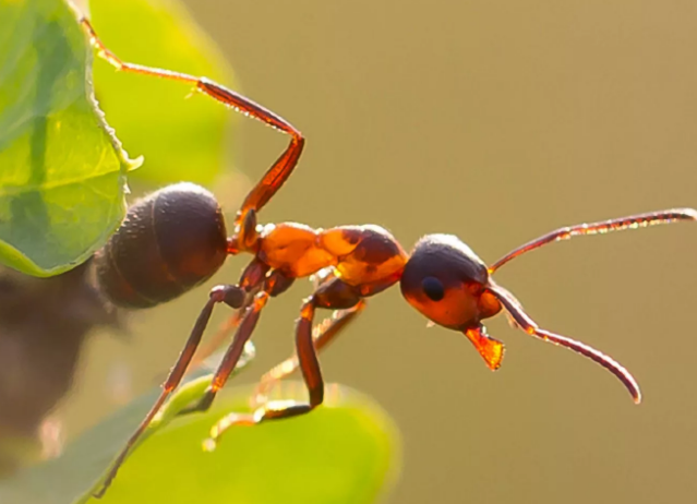 САДОВЫЕ И ЦВЕТОЧНЫЕ БУДНИ