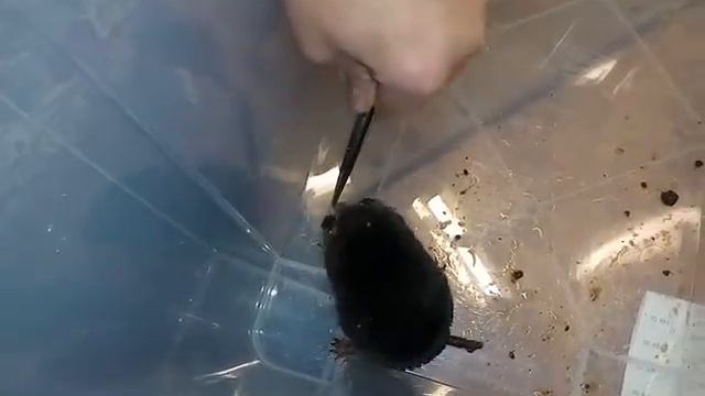 Спасение крота -часть 2 смотреть онлайн