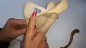 КОСТИ ПОЯСА ВЕРХНЕЙ КОНЕЧНОСТИ: ЛОПАТКА И КЛЮЧИЦА