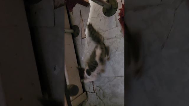 бешенство у кошек (rabies cat) part 2/1 смотреть онлайн