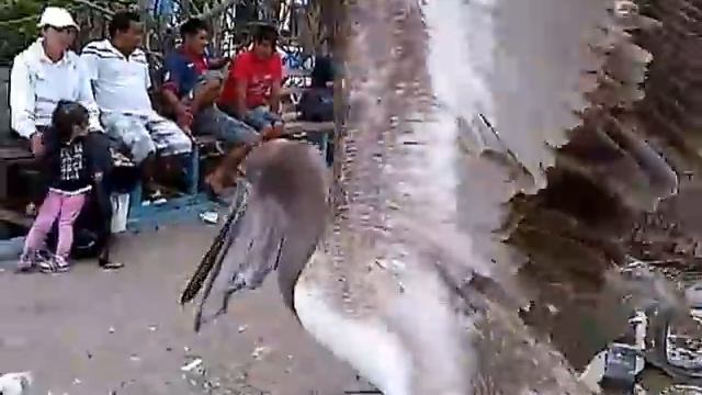 Festin en el muelle de los pescadores, Puerto Ayora, Santa Cruz, Galapagos (parte 1) смотреть онлайн