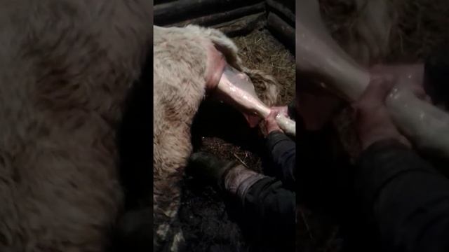 принемаем роды у коровы ???? смотреть онлайн