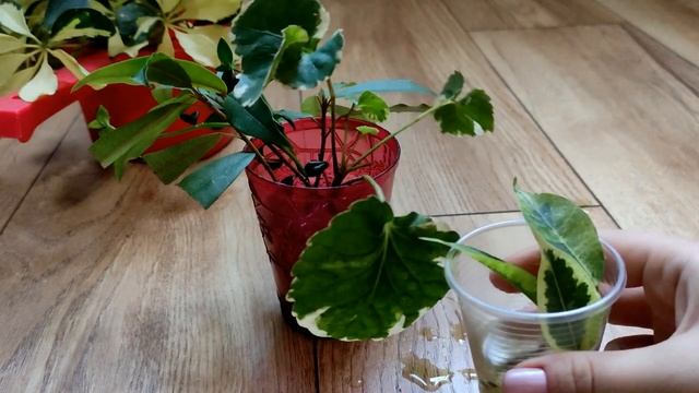 Посадка укорененных черенков/ Шеффлера, Фикусы и Полисциас