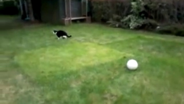 Goalkeeper_Cat смотреть онлайн