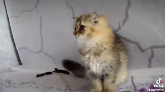 Ежевика. Шотландский длинношерстный котенок смотреть онлайн