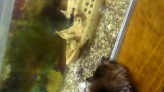 Видит око, да зуб неймёт смотреть онлайн